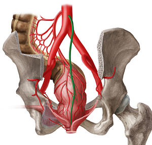 Median sacral artery (#1760)