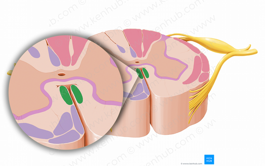 Medial longitudinal fasciculus (#12052)