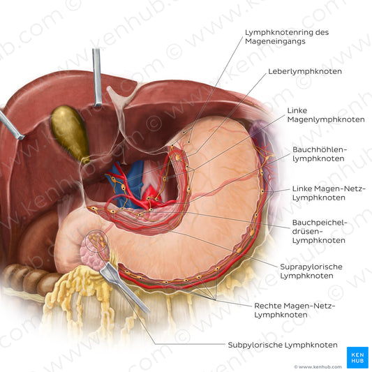 Lymphatics of the stomach and liver (German)