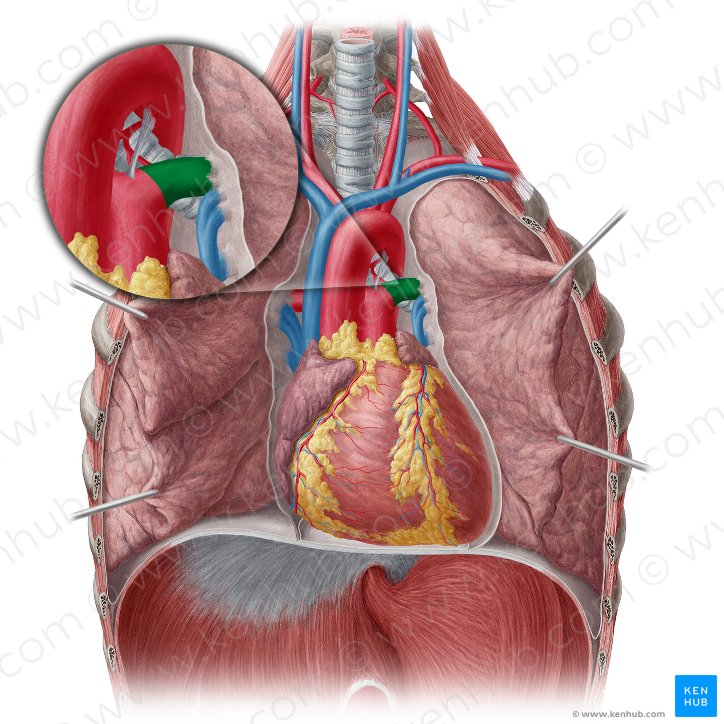 Left pulmonary artery (#1696)