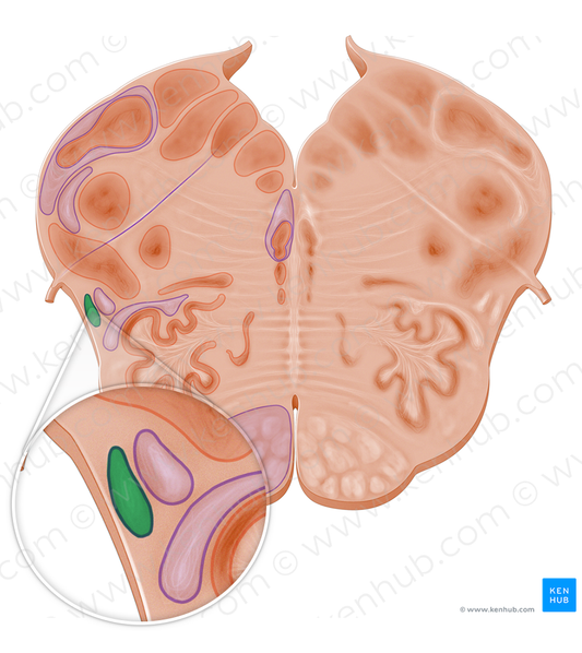 Spinocerebellar tract (#10967)