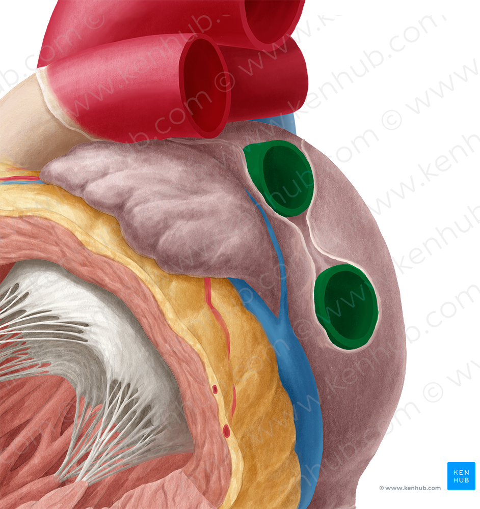 Left pulmonary veins (#10206)