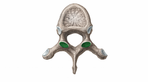 Superior articular facet of vertebra (#11387)