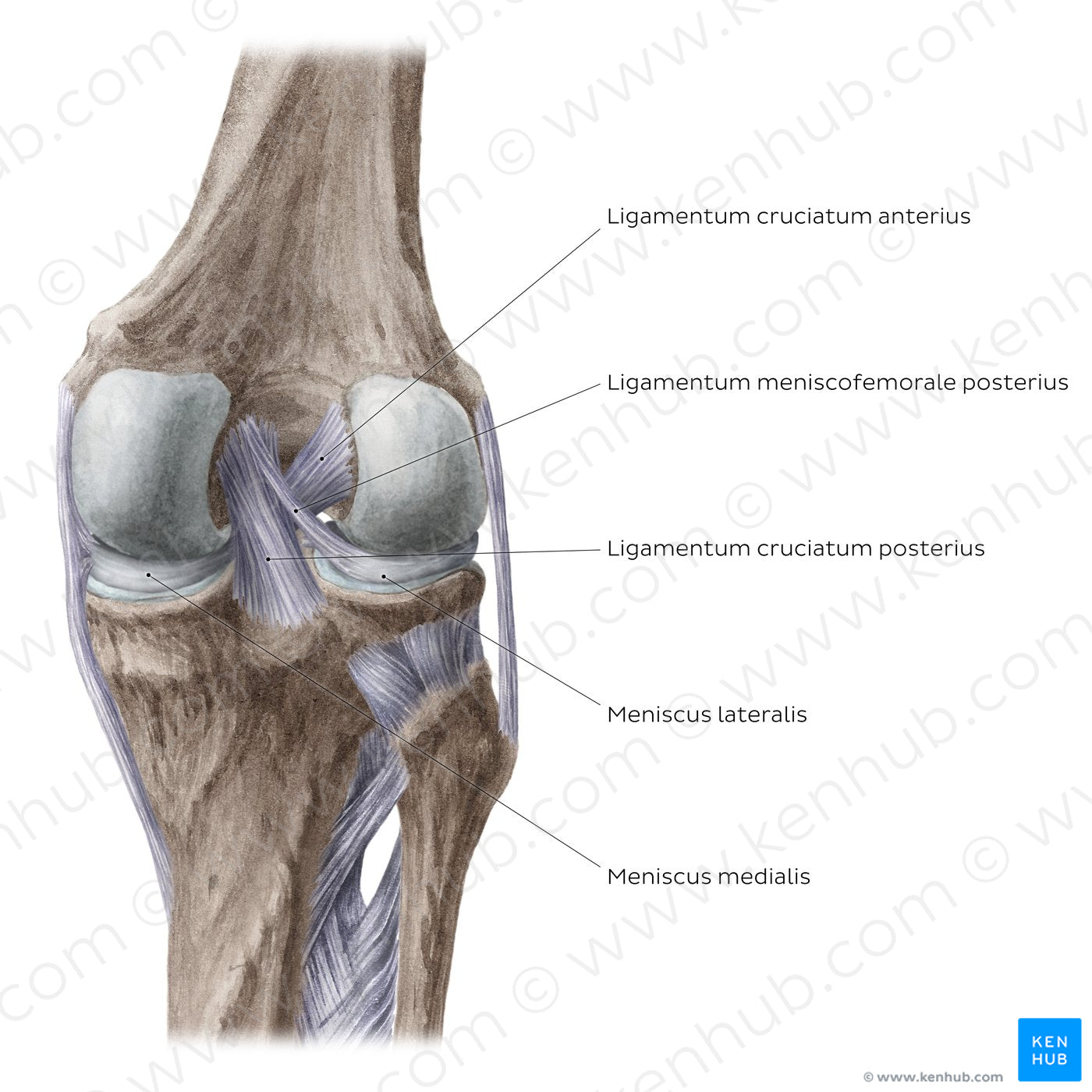 Knee joint: Intracapsular ligaments and menisci (posterior view) (Latin)