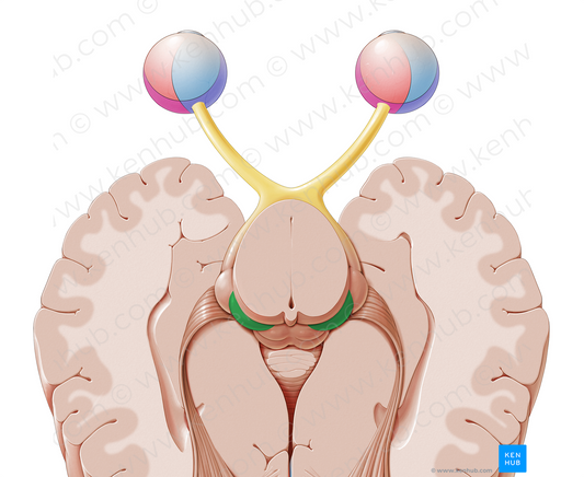 Medial geniculate body (#2944)