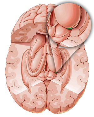 Medial geniculate body (#2947)