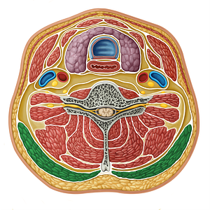 Trapezius muscle (#17321)