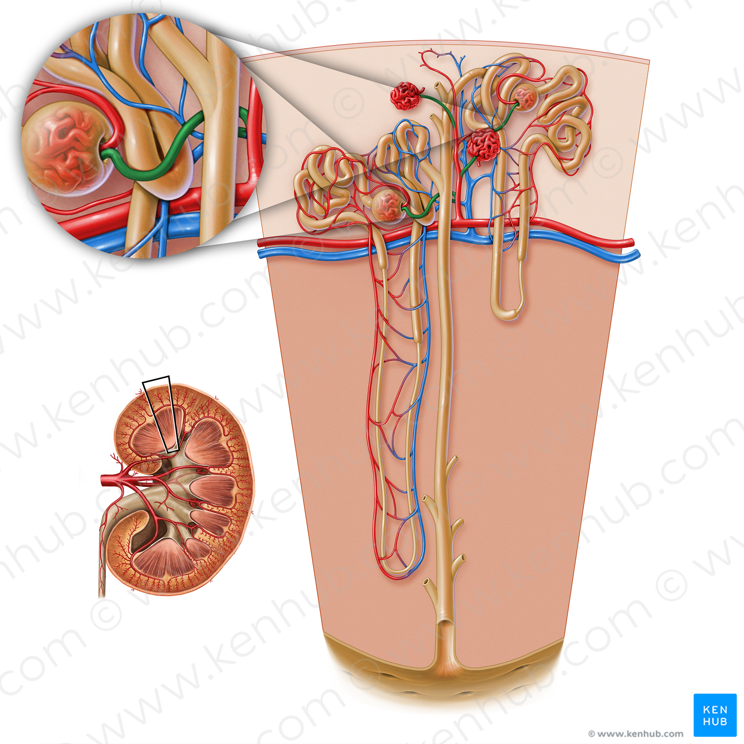 Afferent glomerular arteriole of renal corpuscle (#17203)