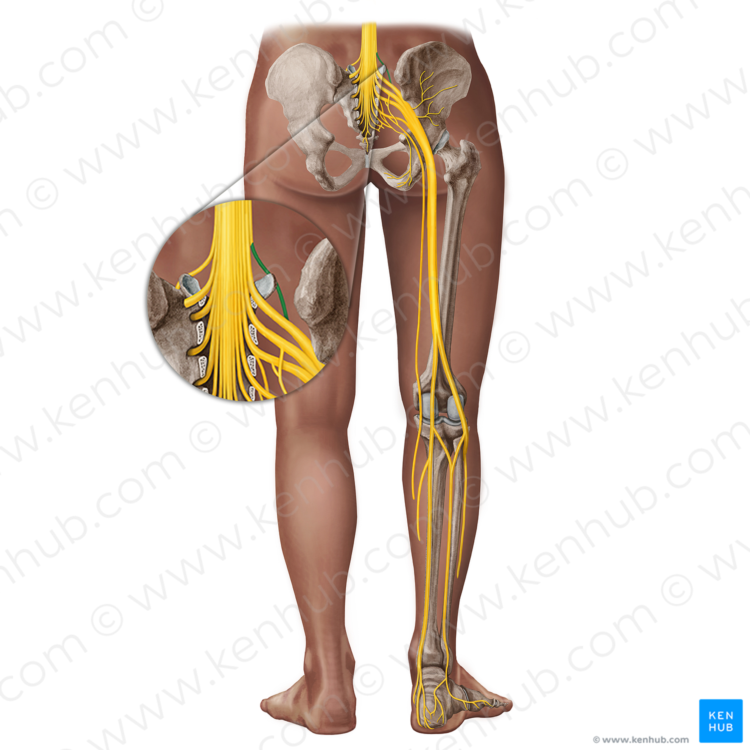Spinal nerve L4 (#18280)