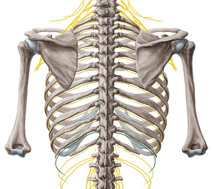 Spinal nerve T11 (#6754)