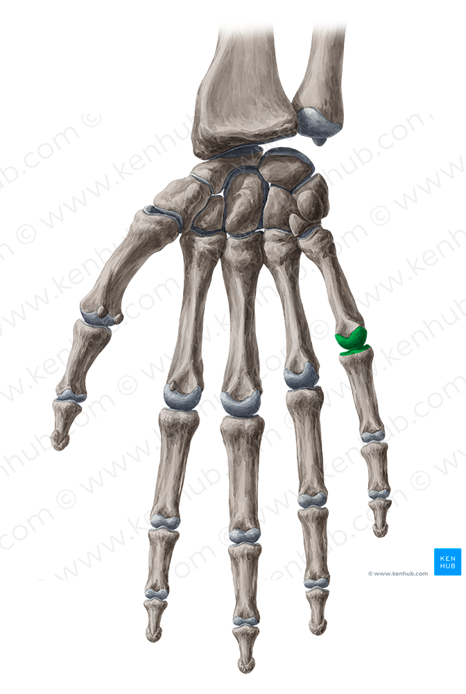 5th metacarpophalangeal joint (#2027)