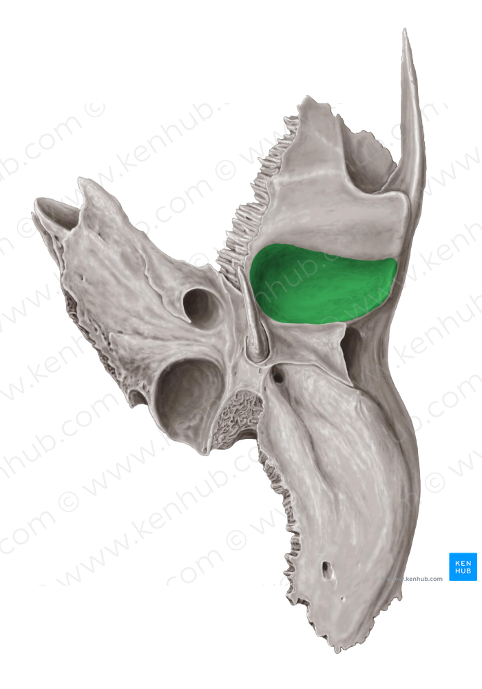 Mandibular fossa of temporal bone (#3863)