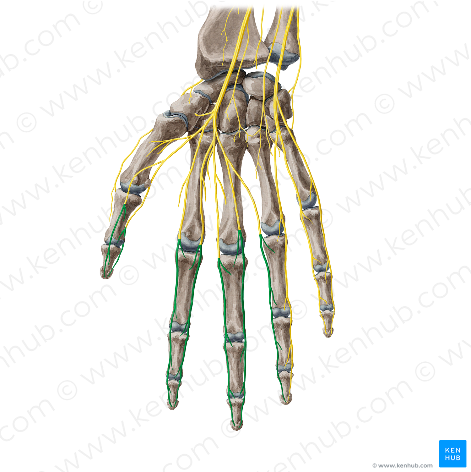 Proper palmar digital branches of median nerve (#6230)