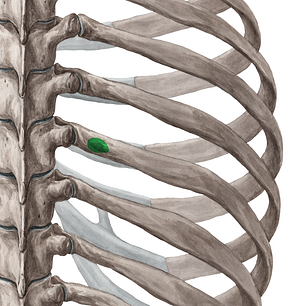 Tubercle of rib (#9719)