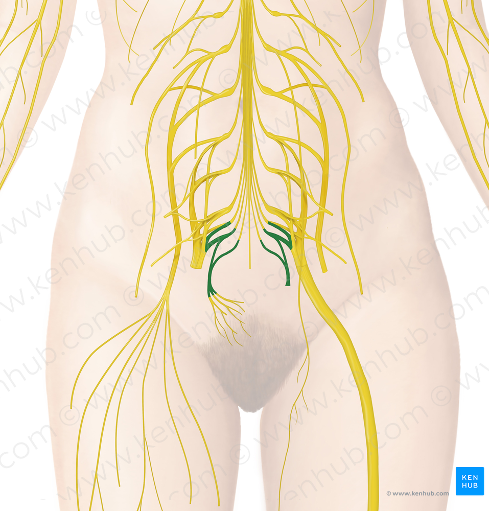 Coccygeal plexus (#7982)