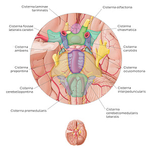 Subarachnoid cisterns of the brain (Inferior view) (Latin)