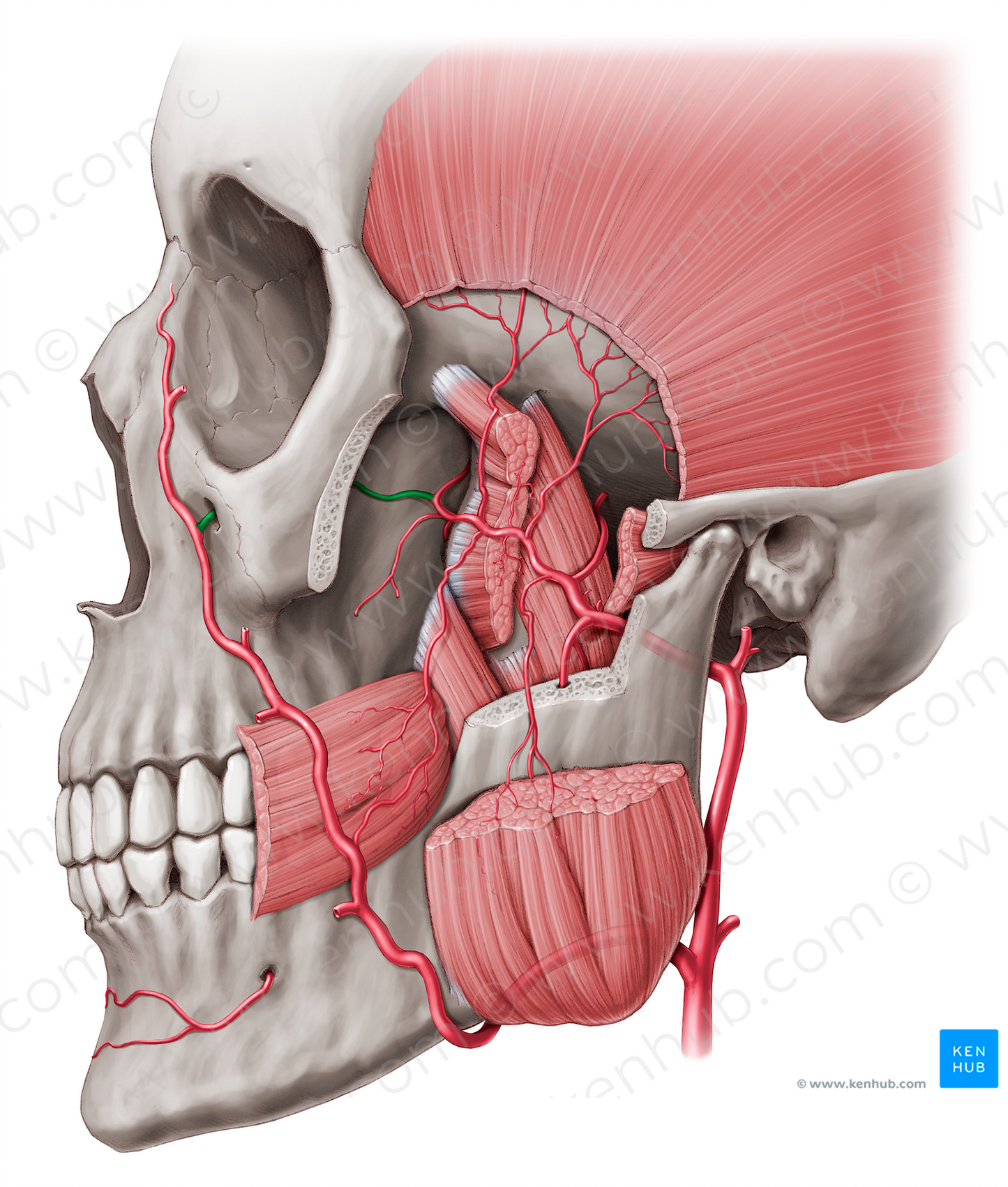 Infraorbital artery (#1447)