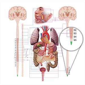 Coccygeal part of spinal cord (#18618)