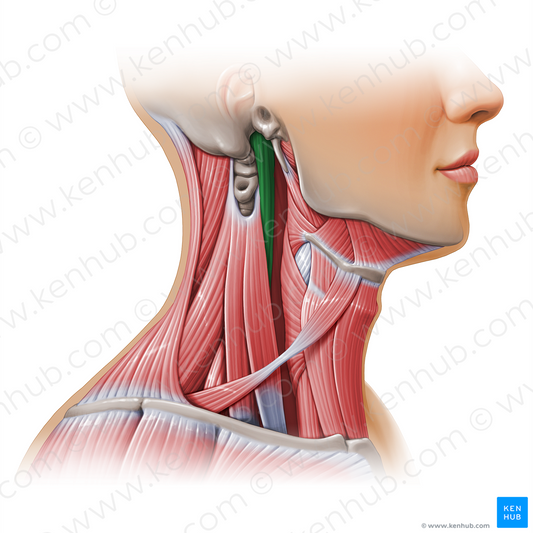 Longus capitis muscle (#11139)