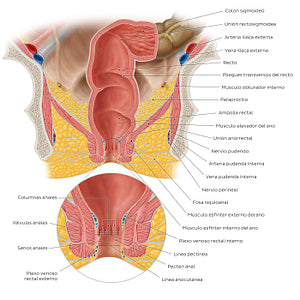 Rectum and anal canal (Spanish)