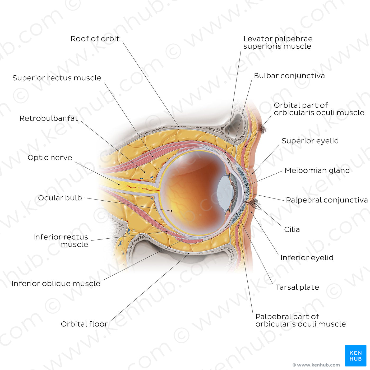 Eye in situ: sagittal section (English)