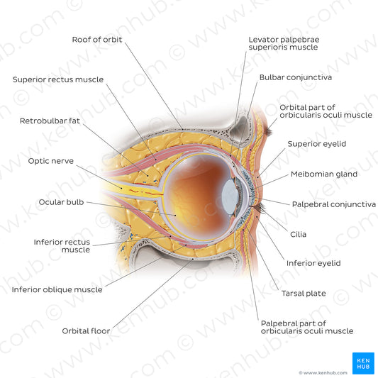 Eye in situ: sagittal section (English)