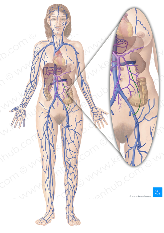 Ovarian vein (#10454)