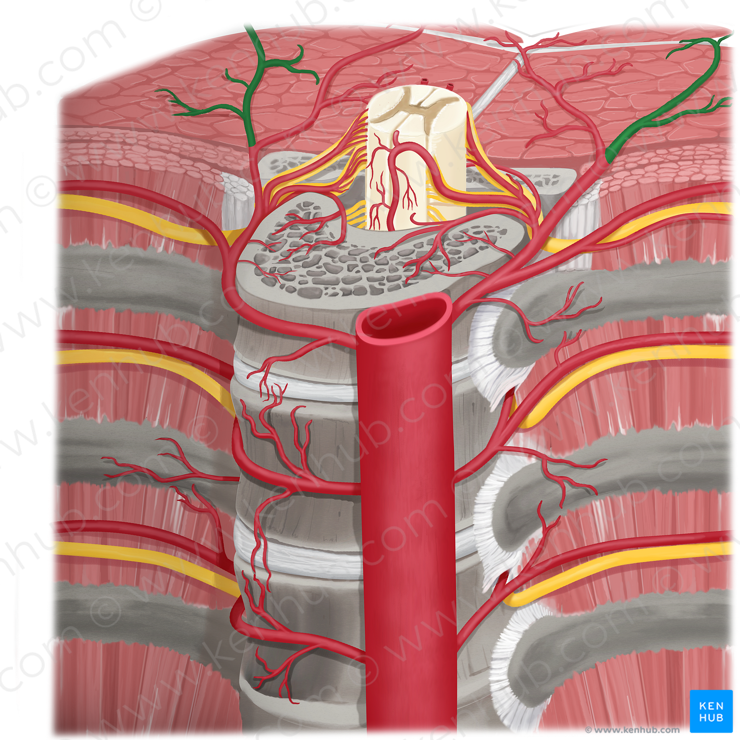 Lateral dorsal cutaneous branch of posterior intercostal artery (#8652)