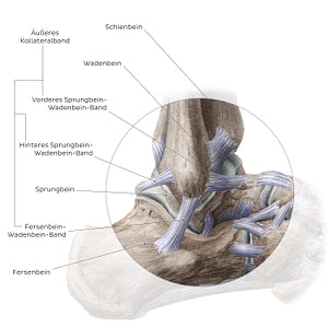 Ankle joint: Lateral view (German)