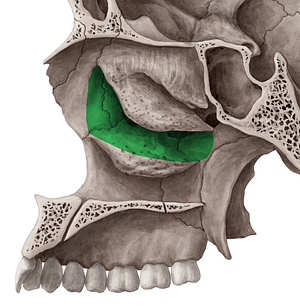 Middle nasal meatus (#4987)