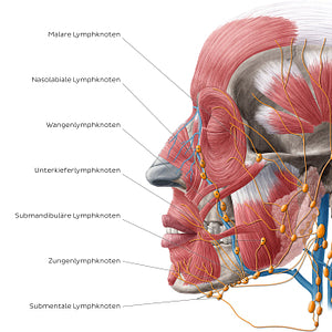 Lymphatics of the head (Lateral) (German)