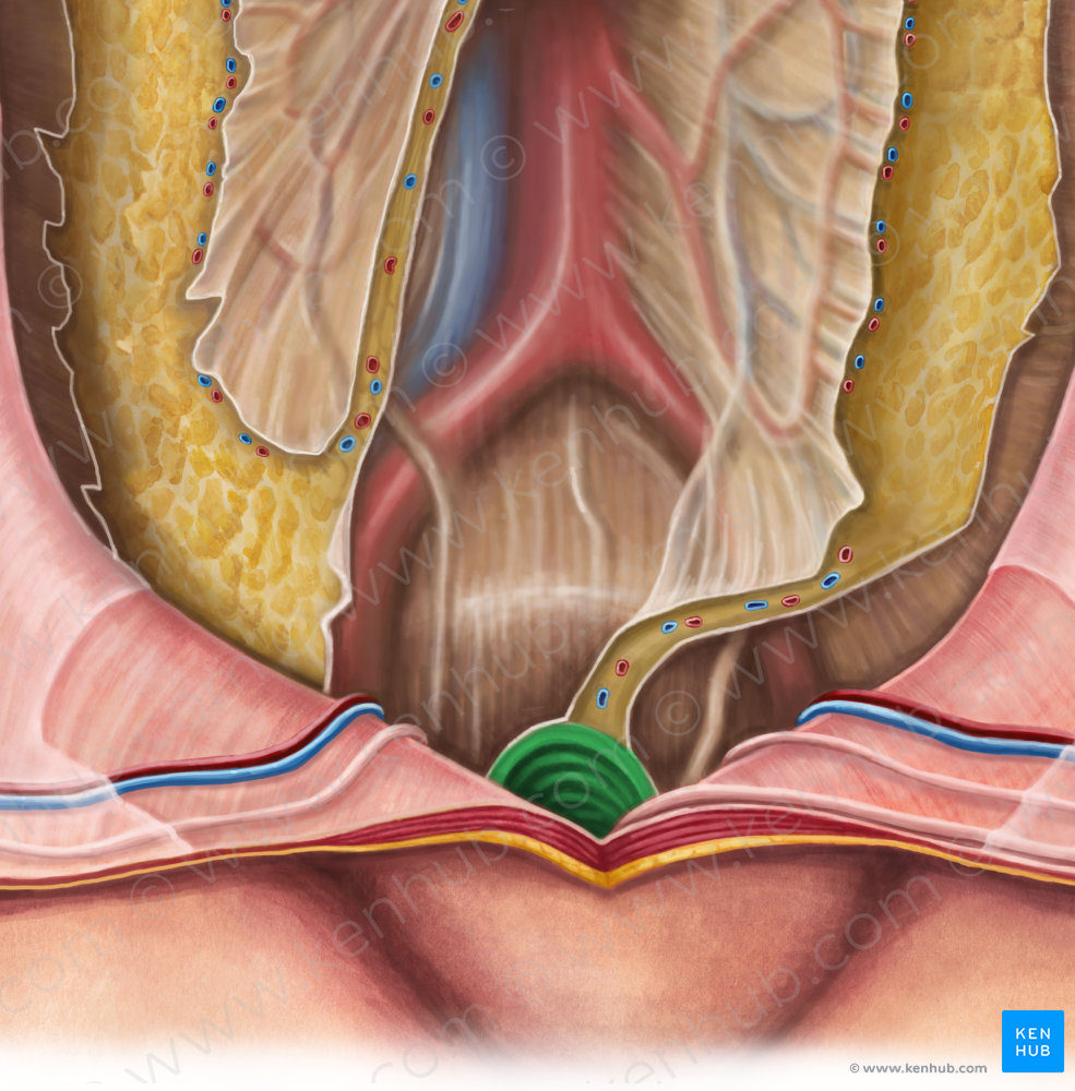 Rectum (#8873)