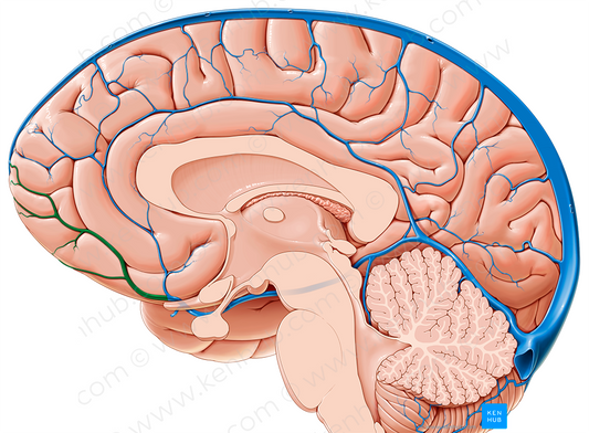 Anterior cerebral vein (#10108)