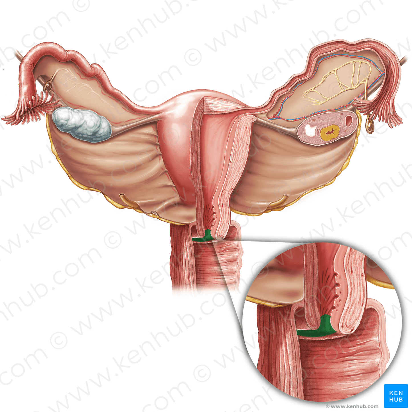 External os of uterus (#7564)