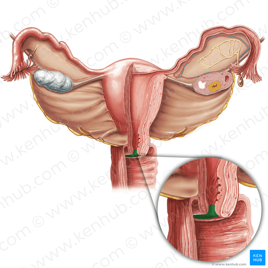External os of uterus (#7564)