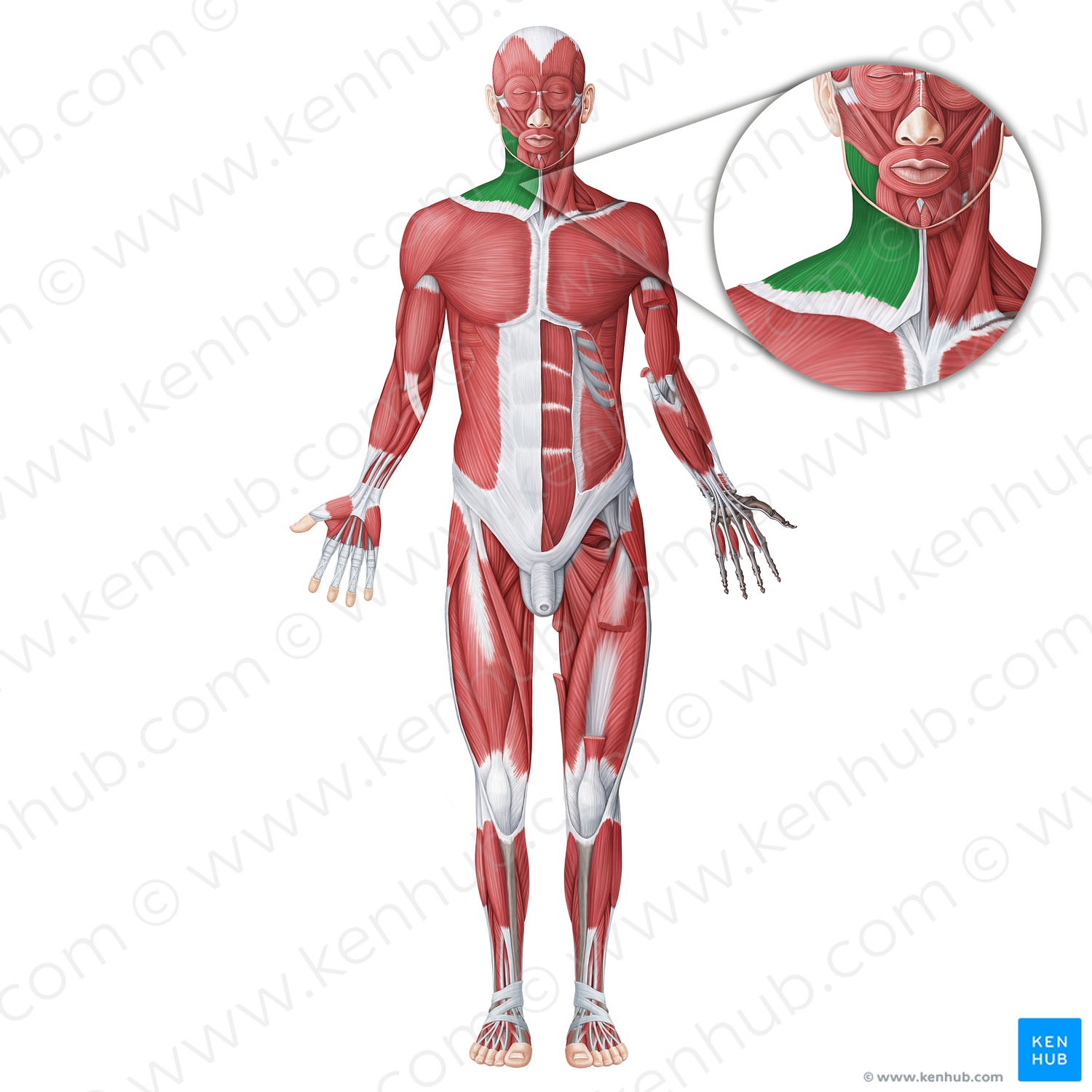 Platysma muscle (#18722)