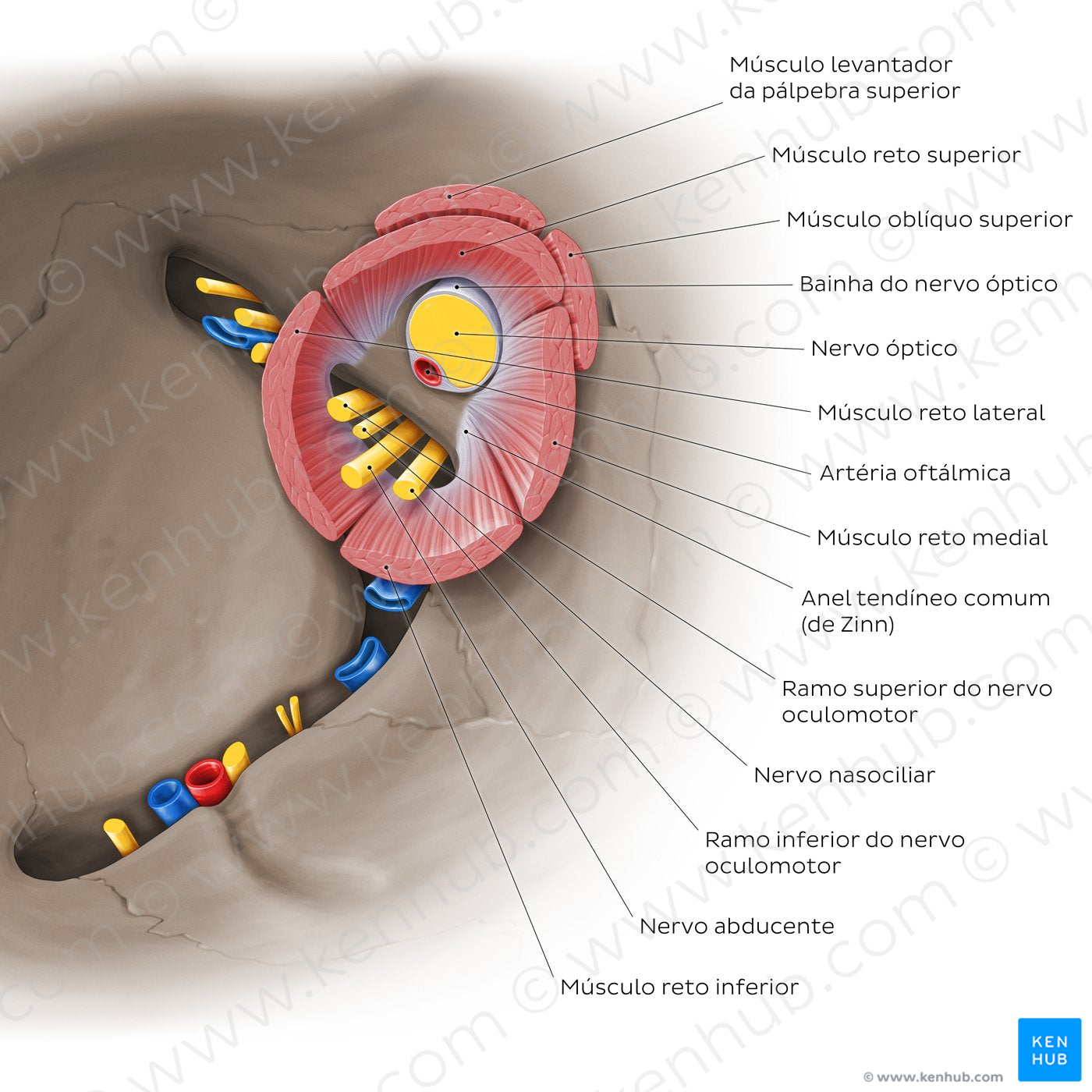 Common tendinous ring: Structure and neurovasculature (Portuguese)