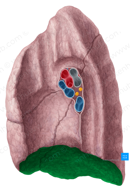 Diaphragmatic surface of lung (#21492)