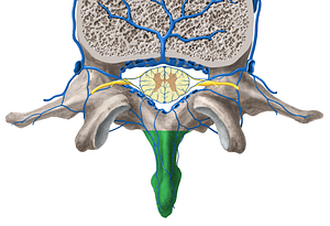 Spinous process of vertebra (#8286)