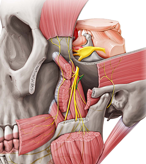 Middle meningeal artery (#1509)