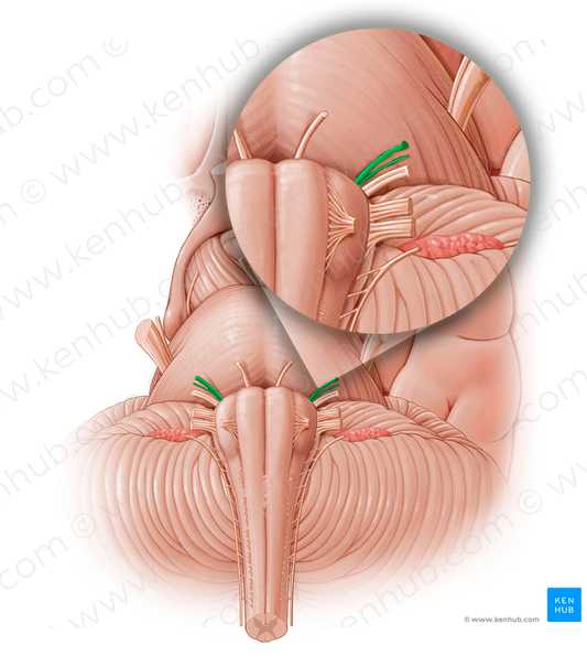 Facial nerve (#12799)