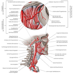 Arteries of the head: External carotid artery (German)