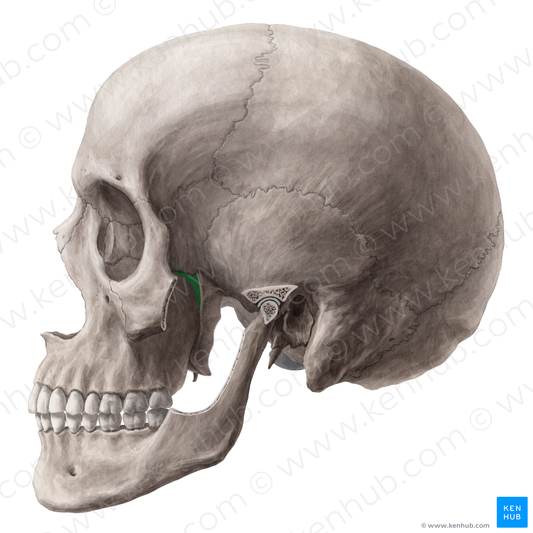 Pterygopalatine fossa (#3877)