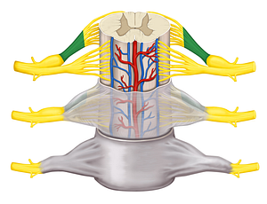 Posterior root of spinal nerve (#8457)