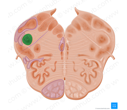 Spinal nucleus of trigeminal nerve (#10964)