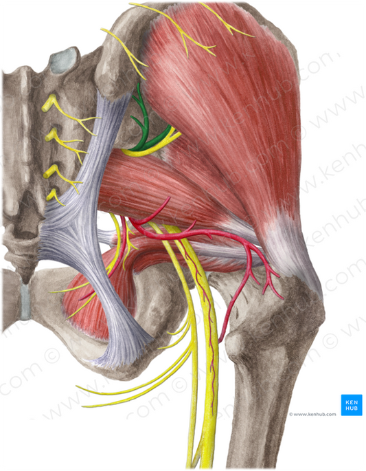 Superior gluteal artery (#1318)