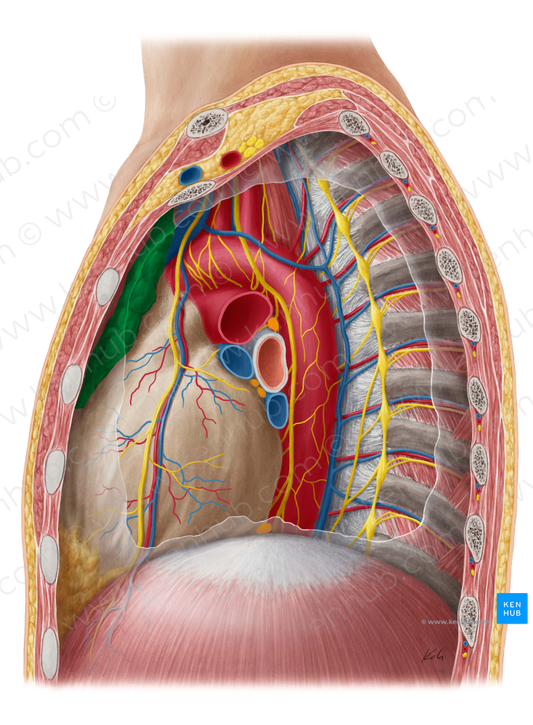 Thymus (#9447)