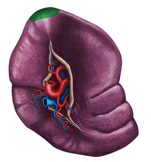 Posterior extremity of spleen (#3439)