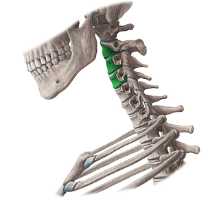 Bodies of vertebrae C2-C4 (#3014)