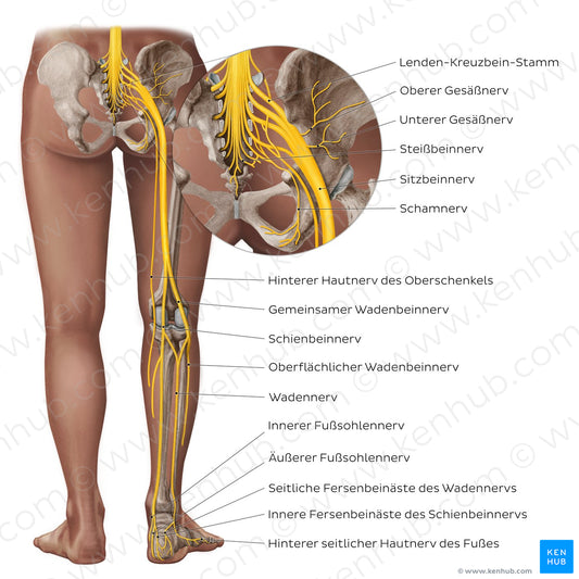 Sciatic nerve and its branches (German)